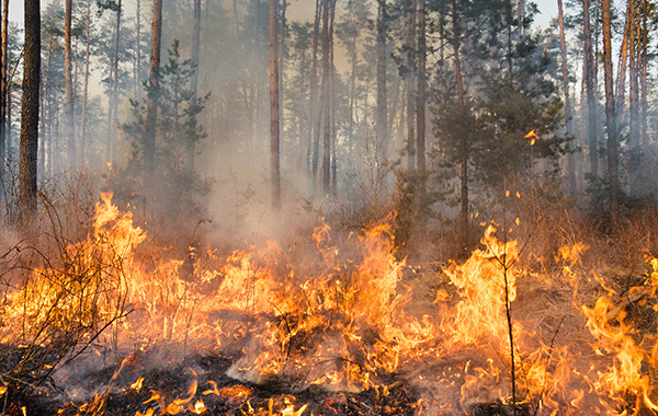 Viranomaisyhteistyö ja Virve ja metsäpalot